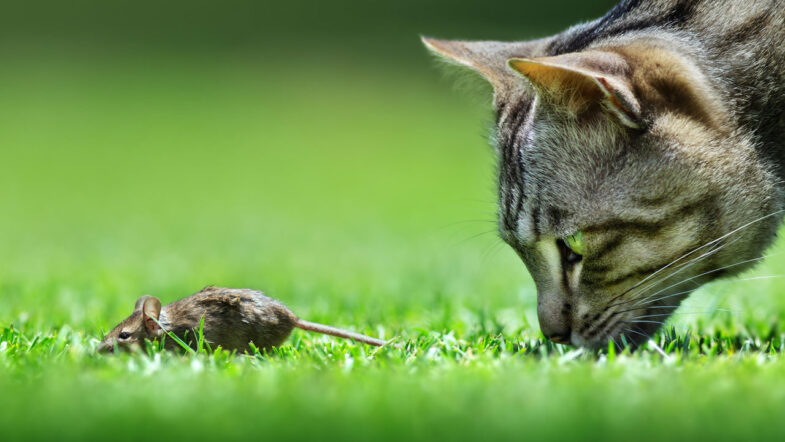 Catmouse 1280p 785x442