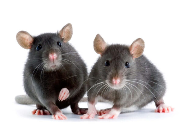 What Are the Effects of House Mice and Rats on Human Health?