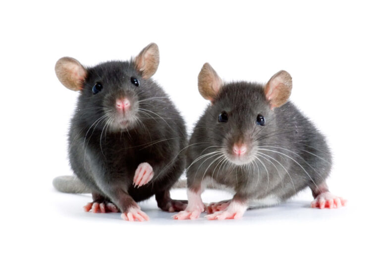 What Are the Effects of House Mice and Rats on Human Health?