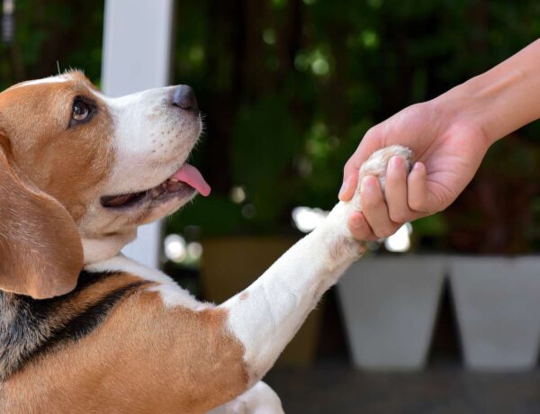 Positive Reinforcement: The Key To Successful Pet Training