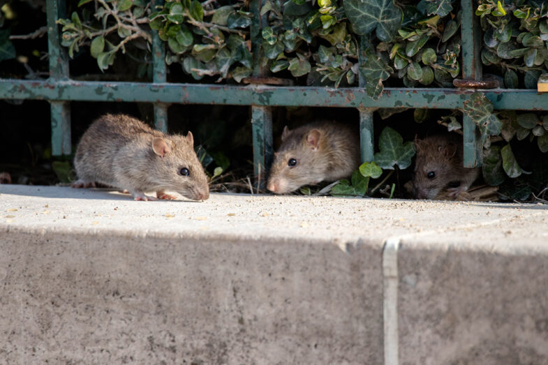 Three Rats On Property 1 785x523