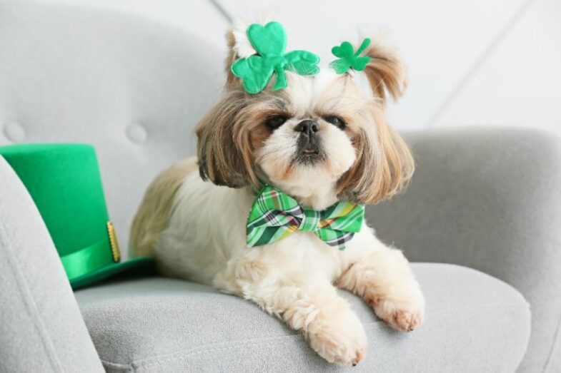 Stylish and Comfortable-Tips for Dressing Your Pup for St. Patrick’s Day