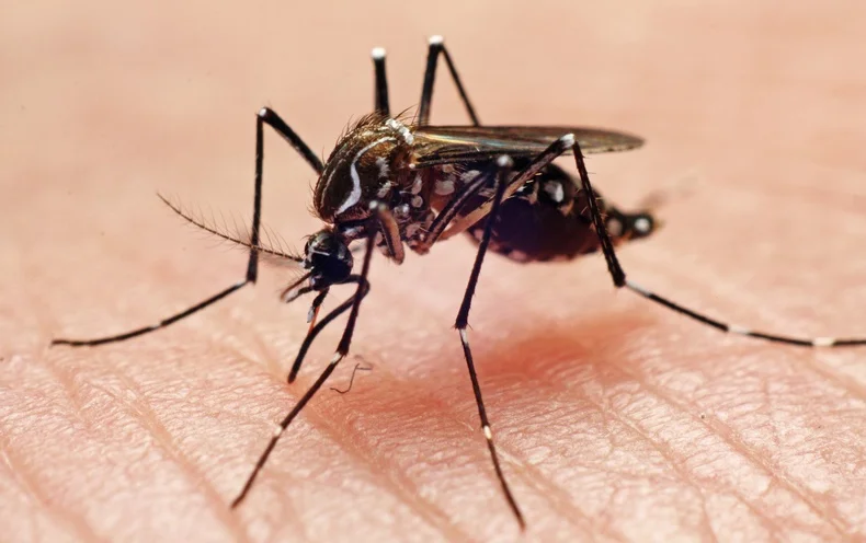 Creating a Mosquito-Free Zone: Tips for Enjoying Your Yard in Peace