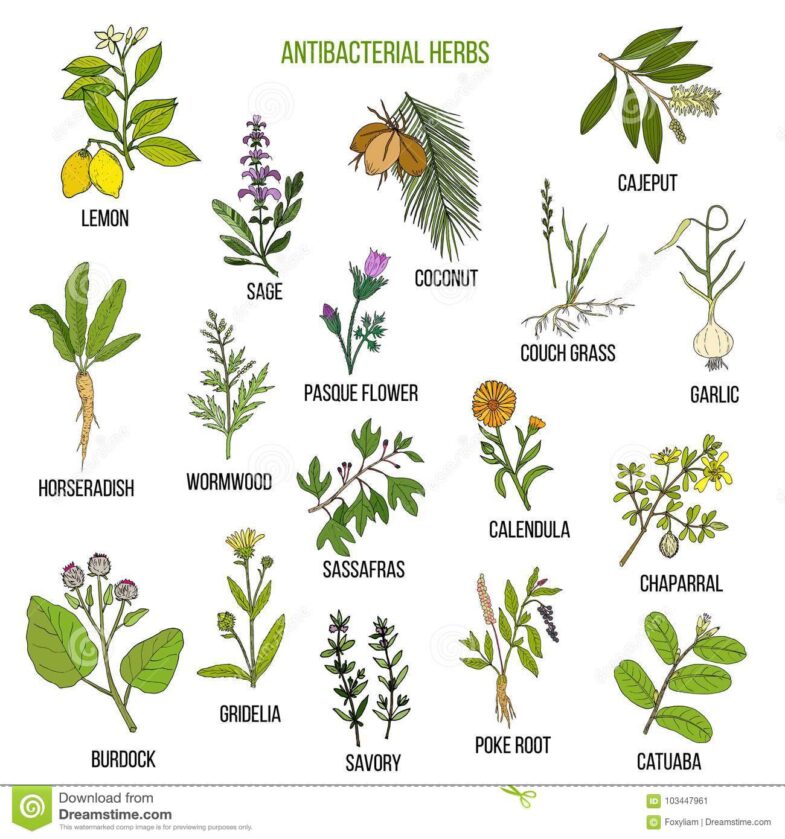 Antibacterial Herbs