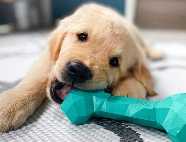 Chew-Proof Your Home: Top 3 Dog Toys for Aggressive Chewers 2023