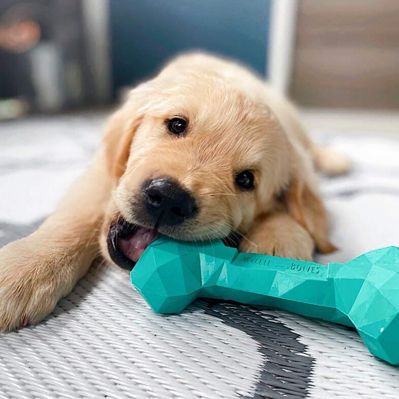 Chew-Proof Your Home: Top 3 Dog Toys for Aggressive Chewers 2023