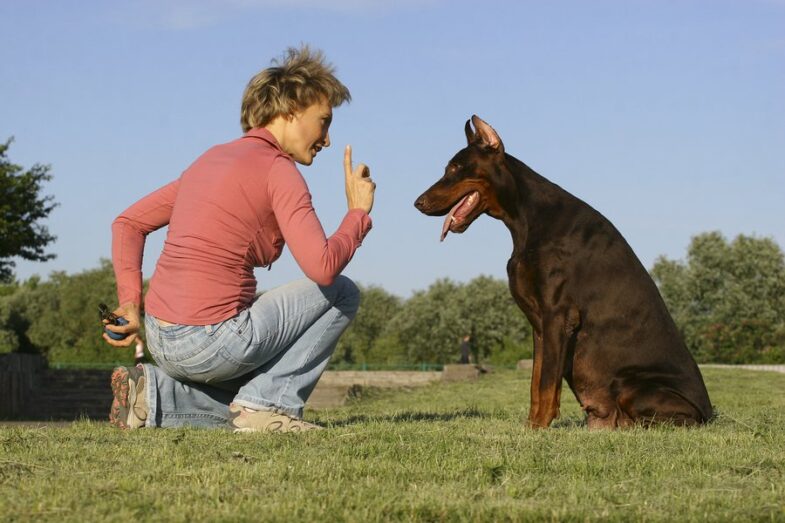 How Can Dog Behaviorists Help