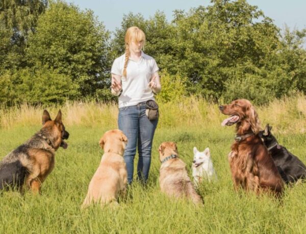 What Does a Dog Behaviorist Do and How Can They Help Your Pet?