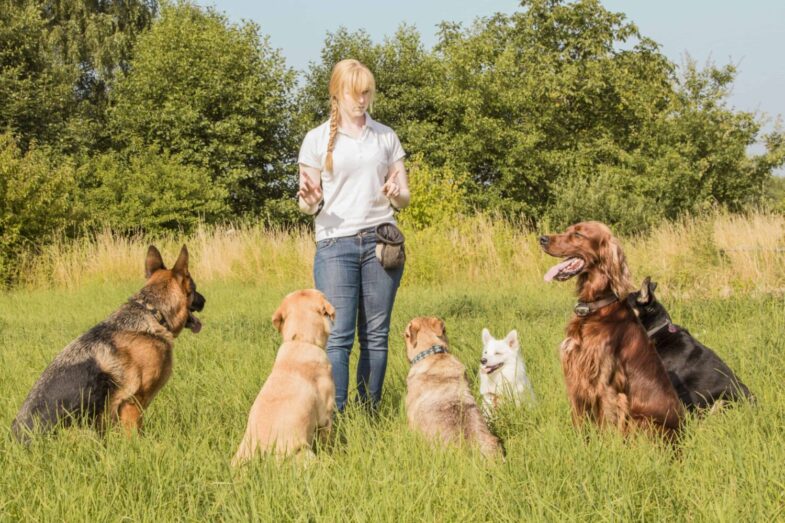 What Does a Dog Behaviorist Do and How Can They Help Your Pet?