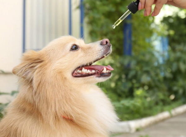 CBD Dosage For Hyperactive Dogs: 3 Tips For Finding The Right Amount
