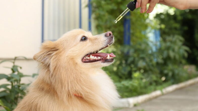 CBD Dosage For Hyperactive Dogs: 3 Tips For Finding The Right Amount