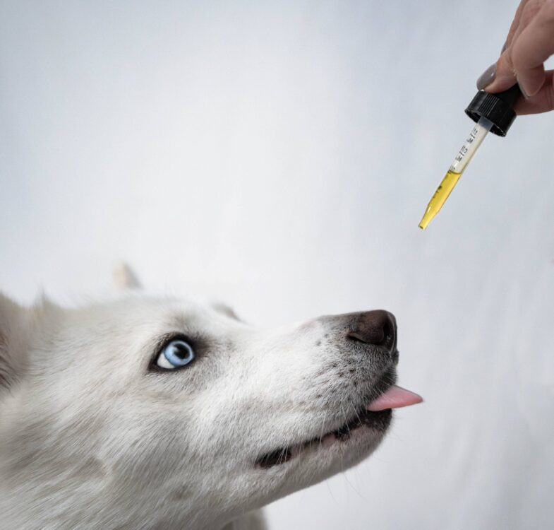 How To Calculate The Correct Cbd Measurements For Dogs 785x750
